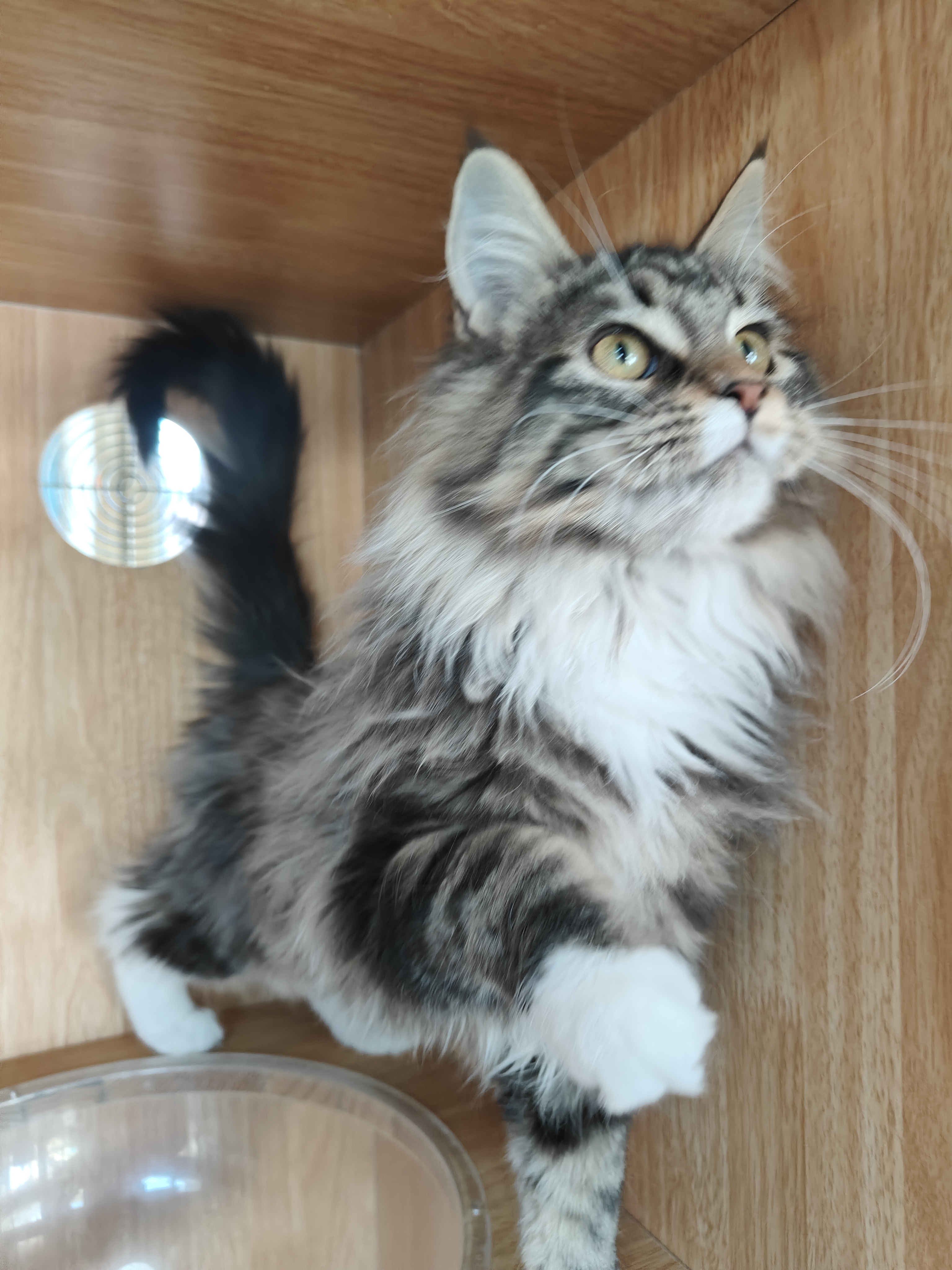 猫舍不干了年前特价甩缅因猫母猫妹妹大型猫长毛猫疫苗齐全驱虫已做无病无藓健